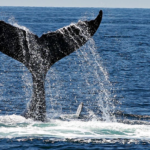 metaverse land whales